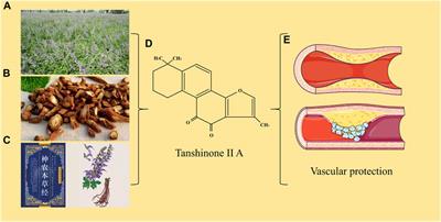 Tanshinone IIA: a Chinese herbal ingredient for the treatment of atherosclerosis